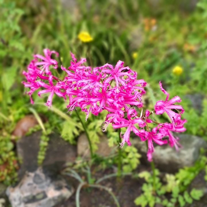 3_pink_Nerines_side_by_side