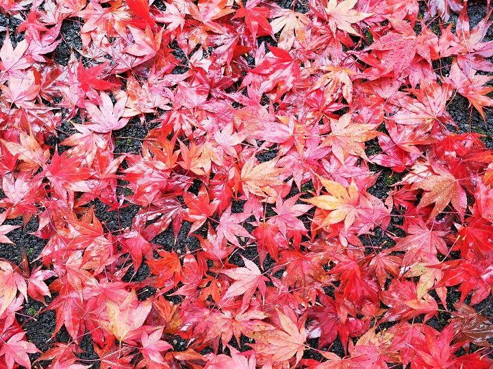 Red_Acer_leaves_on_the_ground_October_2020