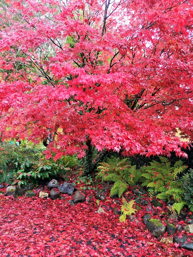 Japanese_Maple_October_2020