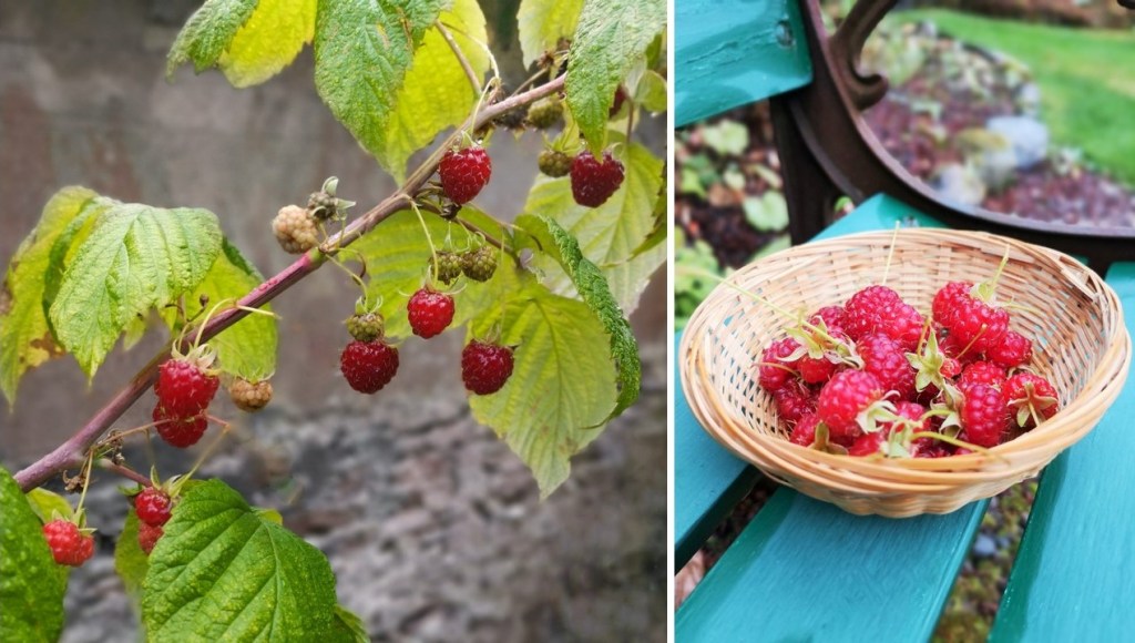 Branch_of_Autumn_raspberries_and_basket_of_picked_berries