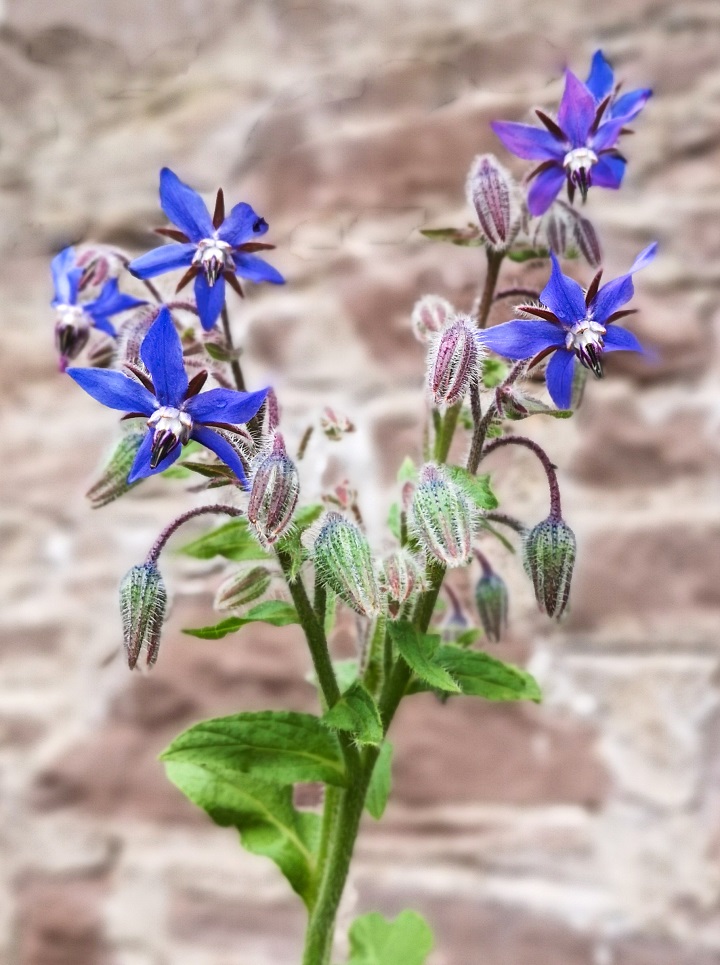 Second_flowering_Borage_plant_October_2020