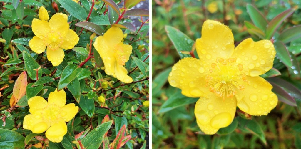 Rose_of_Sharon_in_bloom_October_2020