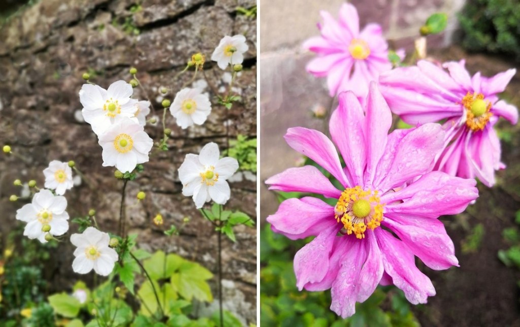 Japanese_anemones_in_flower_October_2020