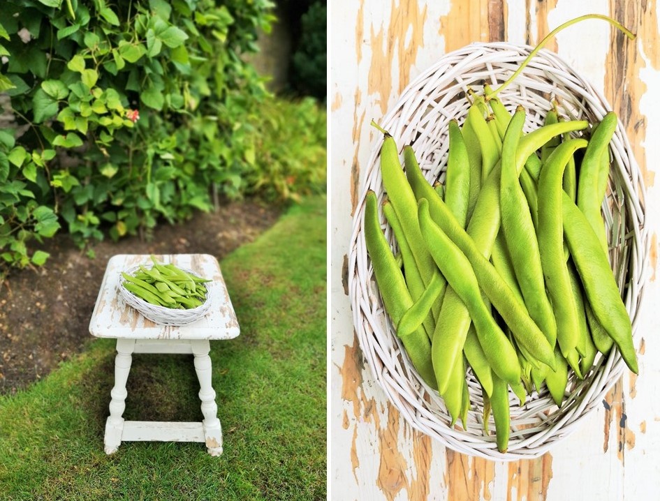 Scottish_garden_October_runner_bean_harvest