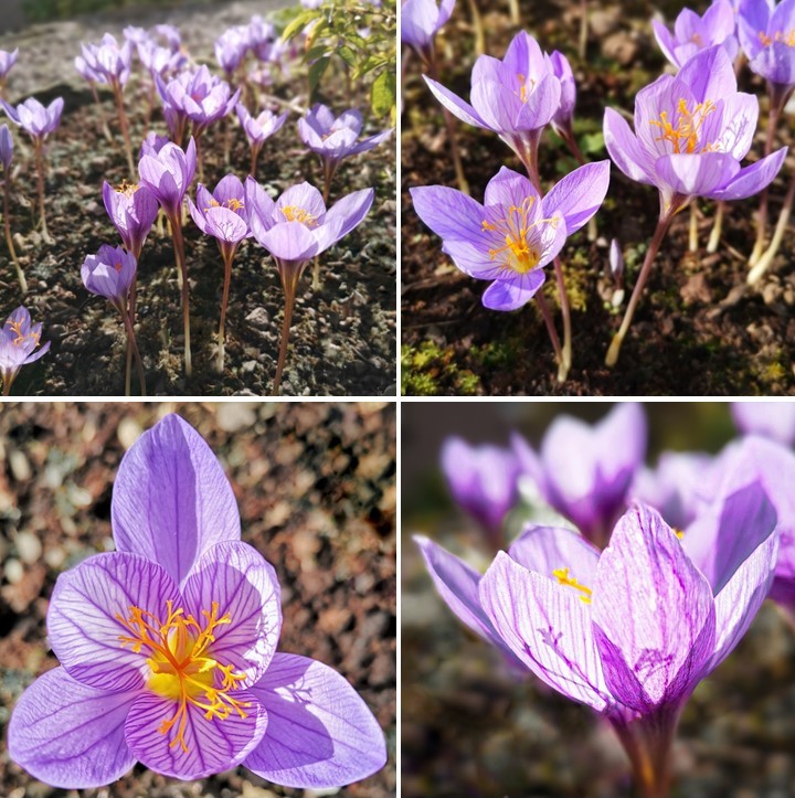 October_2020_saffron_crocus