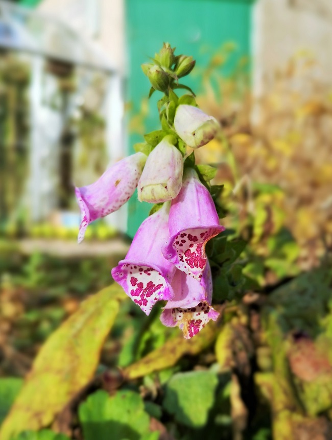 Late_flowering_pink_Foxglove