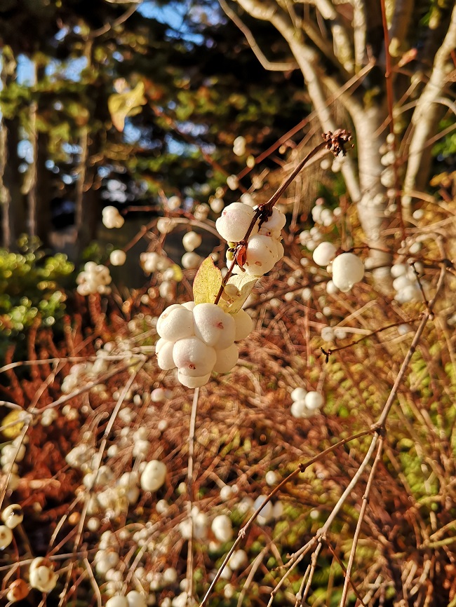 Snow_berries_under_a_blue_sky_in_late_Autumn
