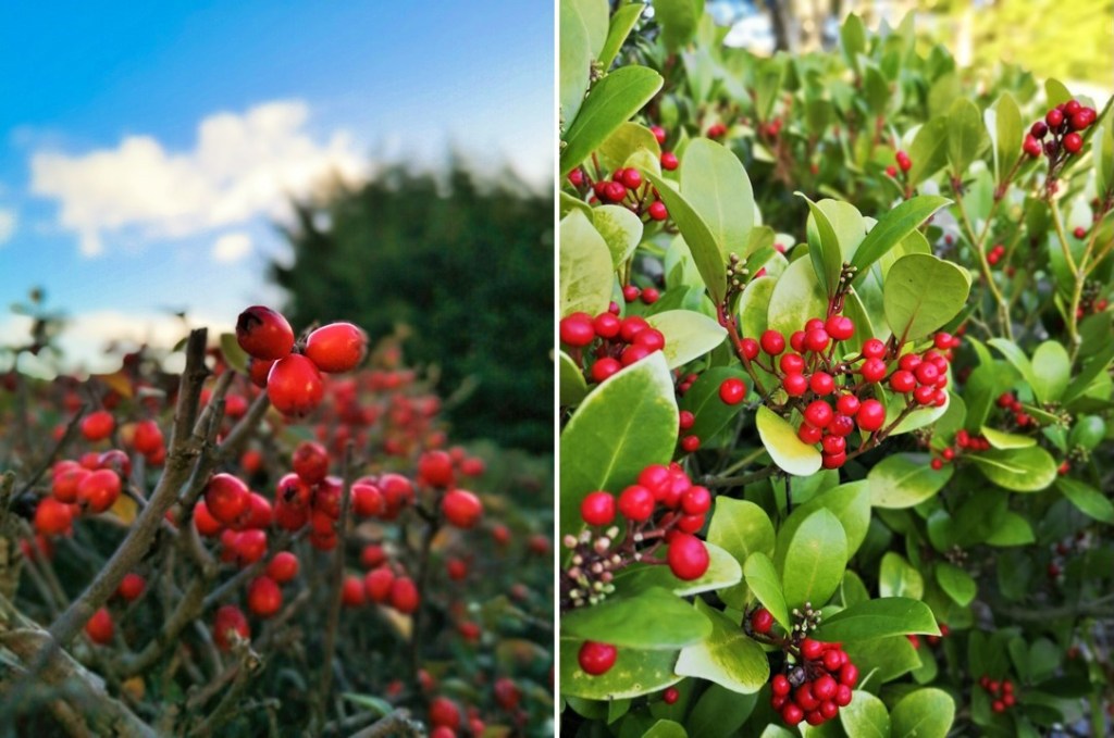 Cotoneaster_hedge_and_Skimmia_bush_covered_in_red_berries