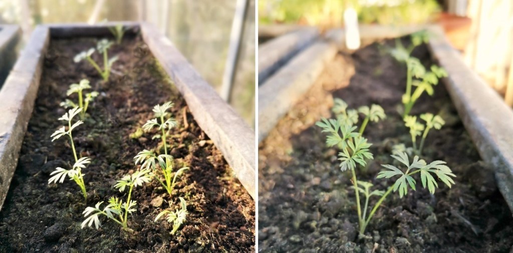 2_trench_pots_of_late_planted_carrot_seedlings