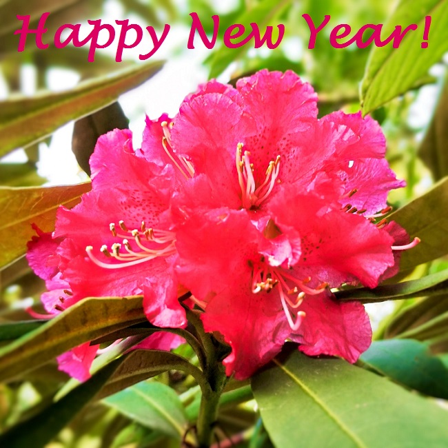 Early_reddish-pink_Rhododendron