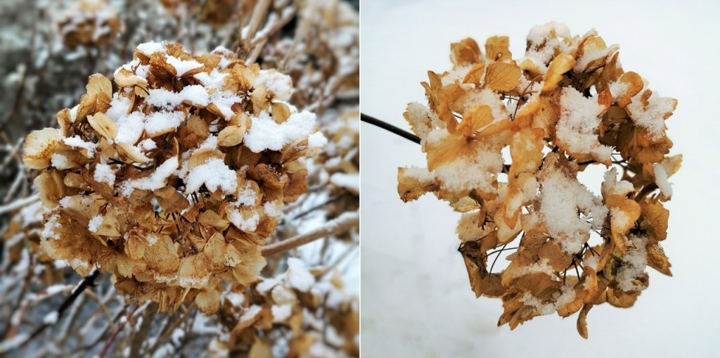 Two_faded_Hydrangea_blooms_in_the_snow