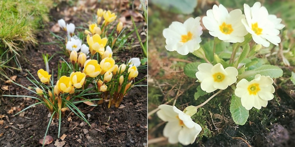 Clumps_of_yellow_crocus_and_pretty_primroses