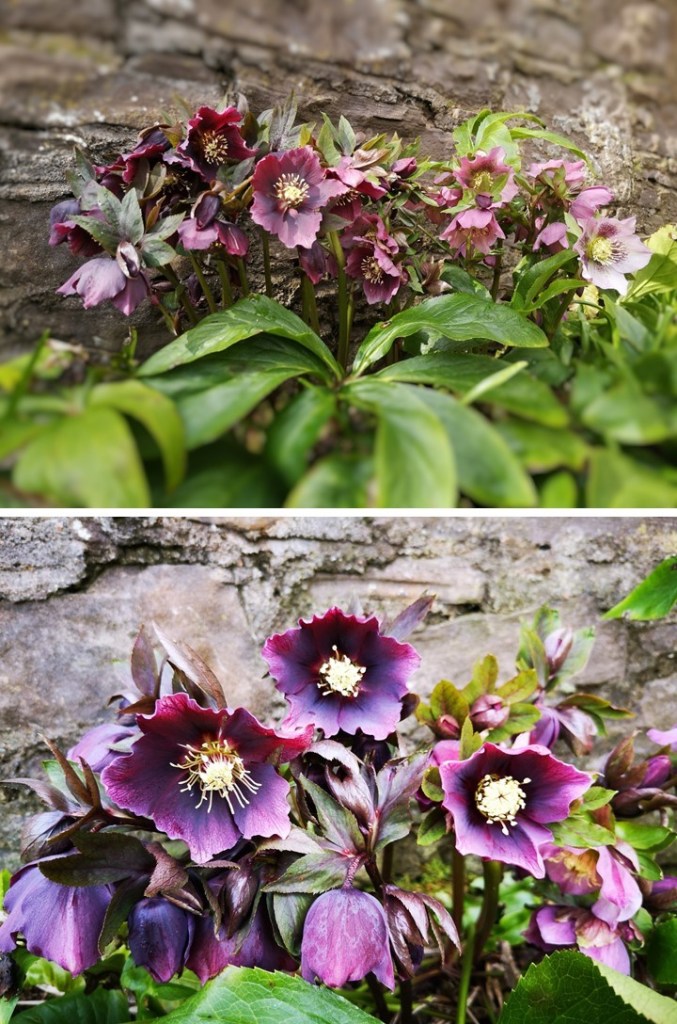 Dark_red_and_burgundy_hellebores_March_2021