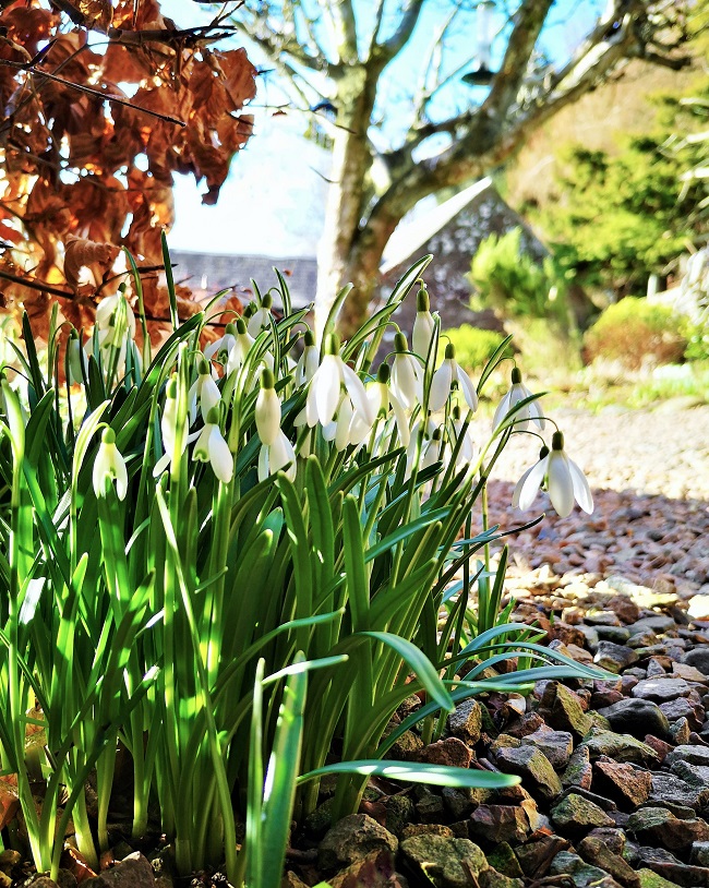 Snowdrops_under_a_beech_hedge