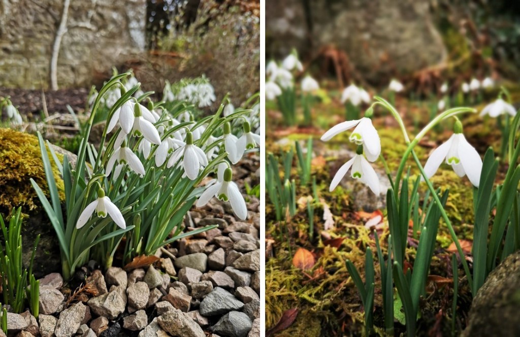 Clumps_of_Scottish_garden_snowdrops_