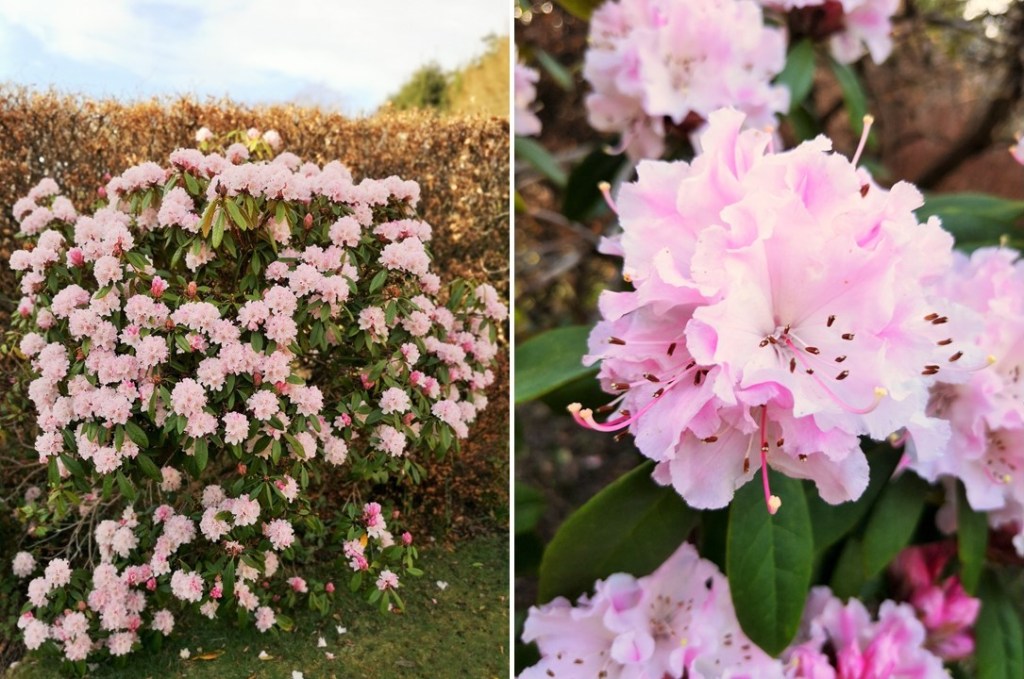 Pale_pink_rhododendron_bush_March_2021