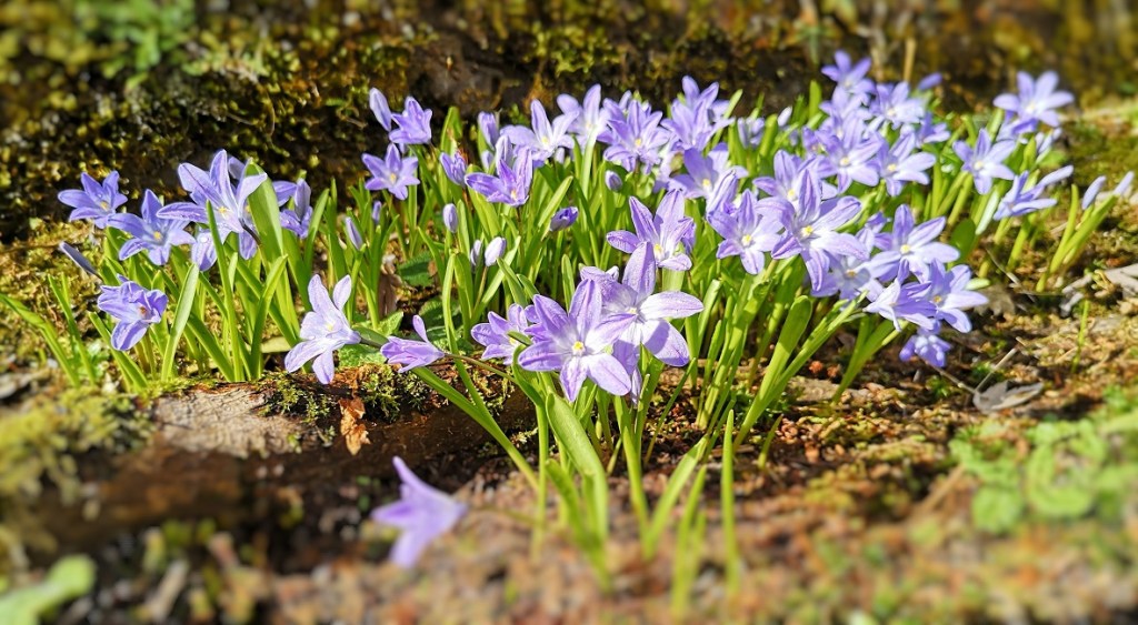 Scilla_in_the_morning_sunshine
