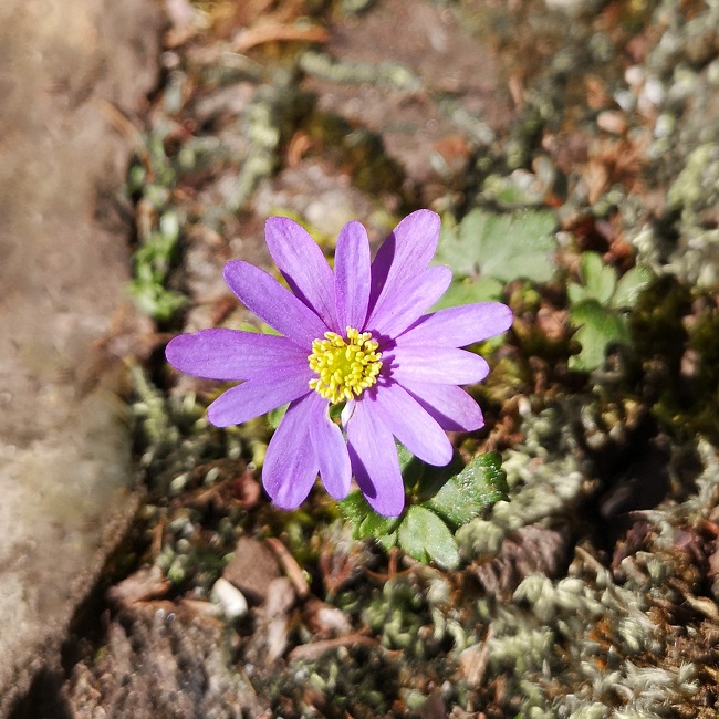 Solitary_purple_wood_anemone