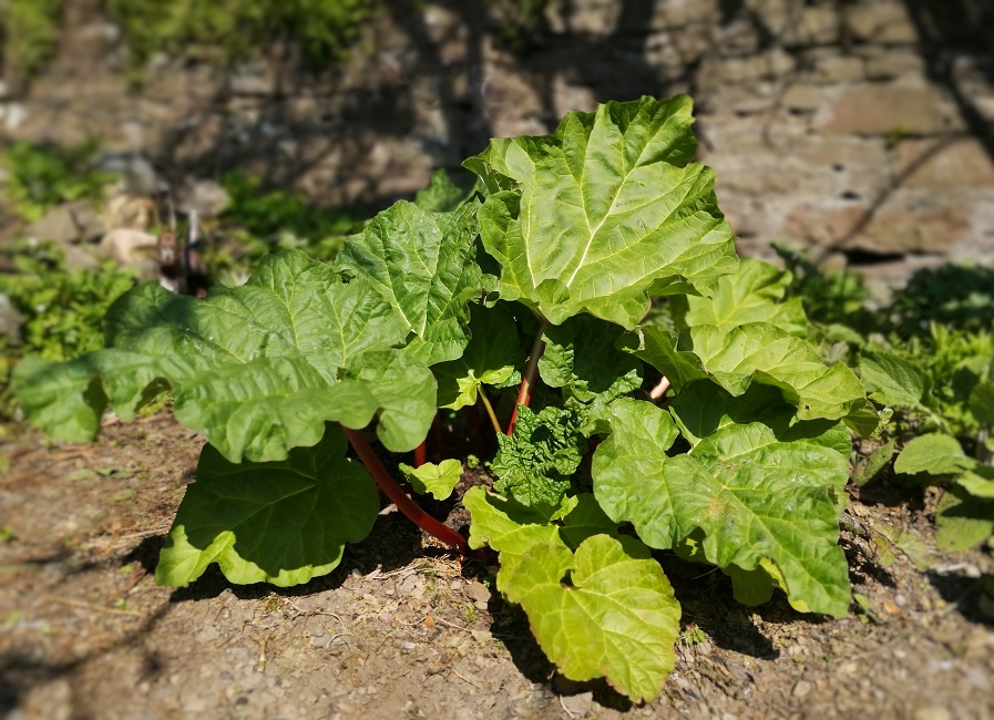 Home-grown_rhubarb_plant_ready_for_picking