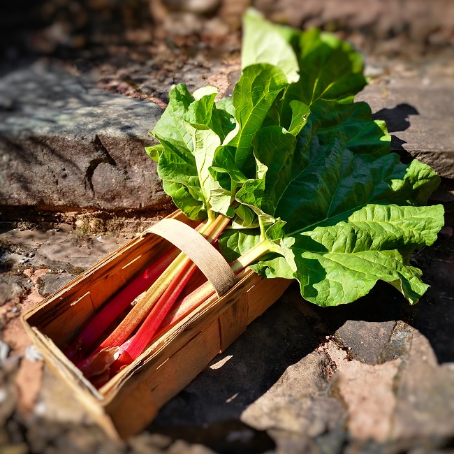 Fresh_rhubarb_stalks_picked_in_April