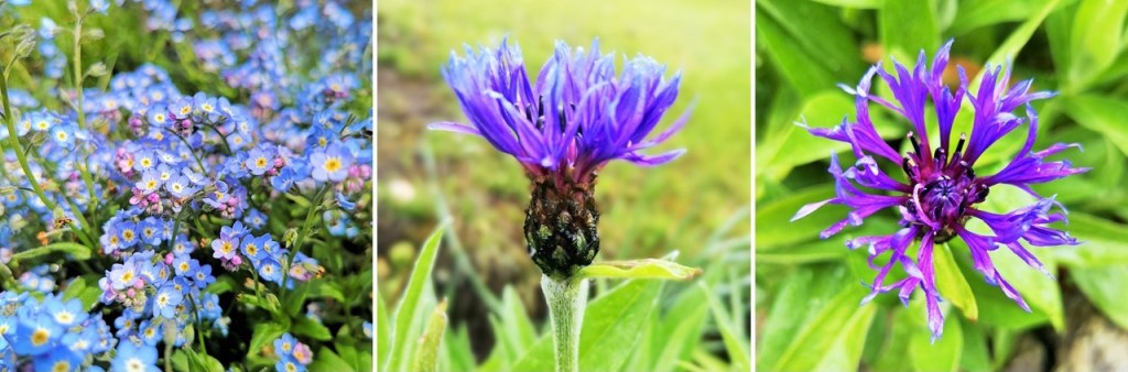 May_2021_Forget-me-nots_and_Centaurea