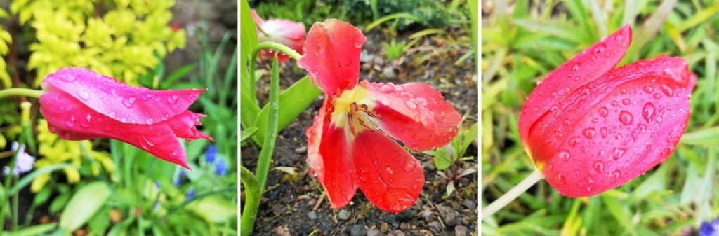 Rain-soaked_tulips_growing_horizontally