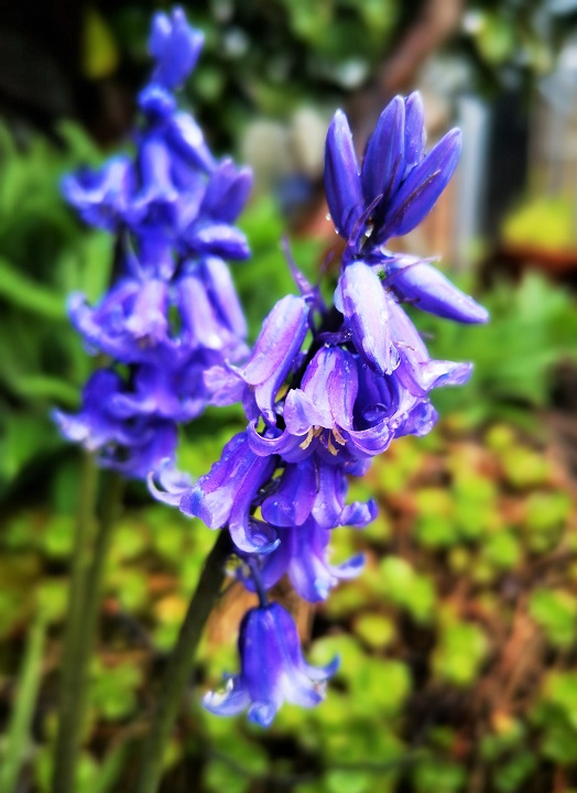Close-up_on_bluebells_in_the_rain