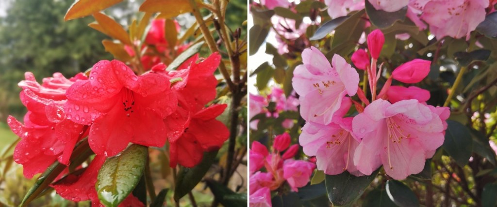 Vivid_red_and_candy_pink_May_flowering_rhododendrons