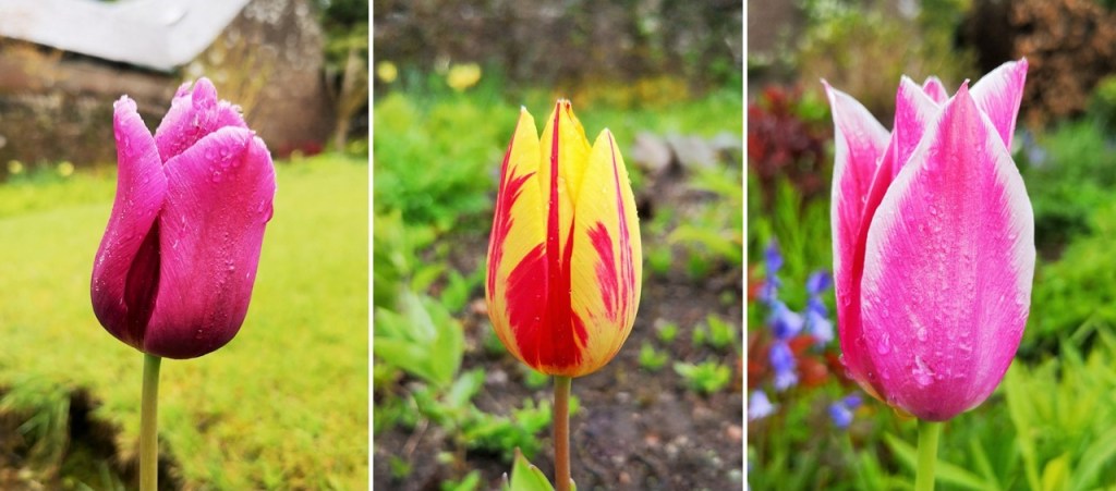 Rain-drops_on_upright_tulips_May_2021