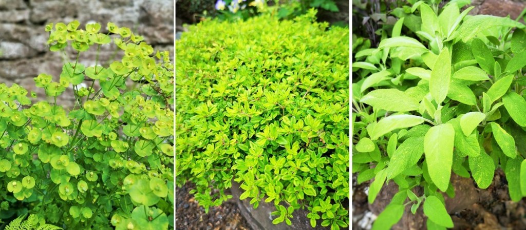 Green_Euphorbia_flowers_lemon_thyme_and_fresh_sage_plants