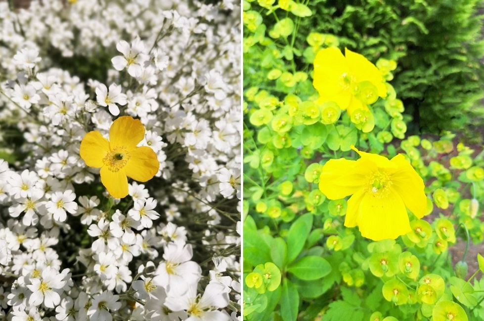 Yellow_poppies_with_Cerastium_and_Euphorbia