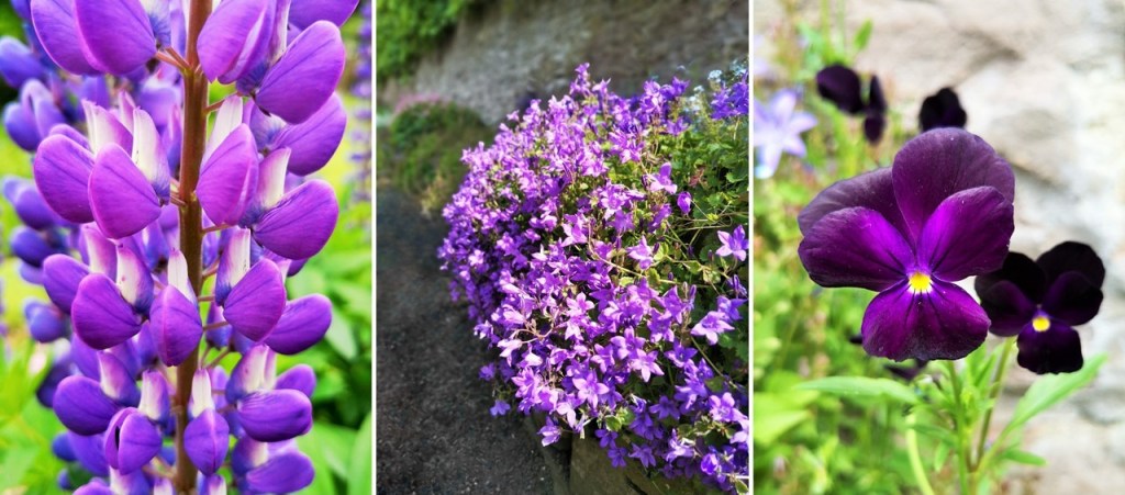 Purple_lupin_trailing_Campanula_and_deep_violet_violas