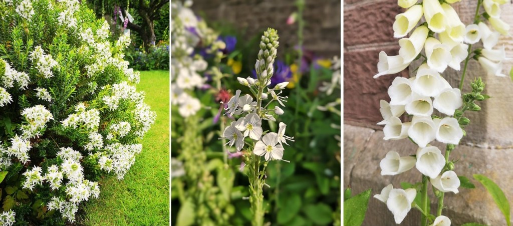 White_hebe_flowers_white_Veronica_and_white_foxglove