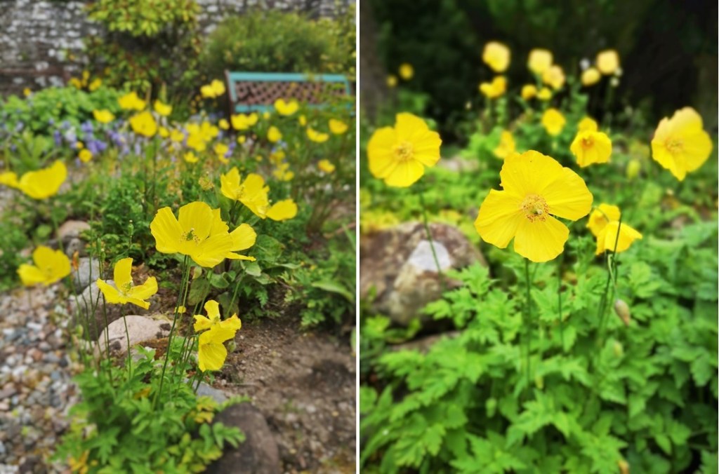 Yellow_poppies_growing_in_gravel_path_and_rockery