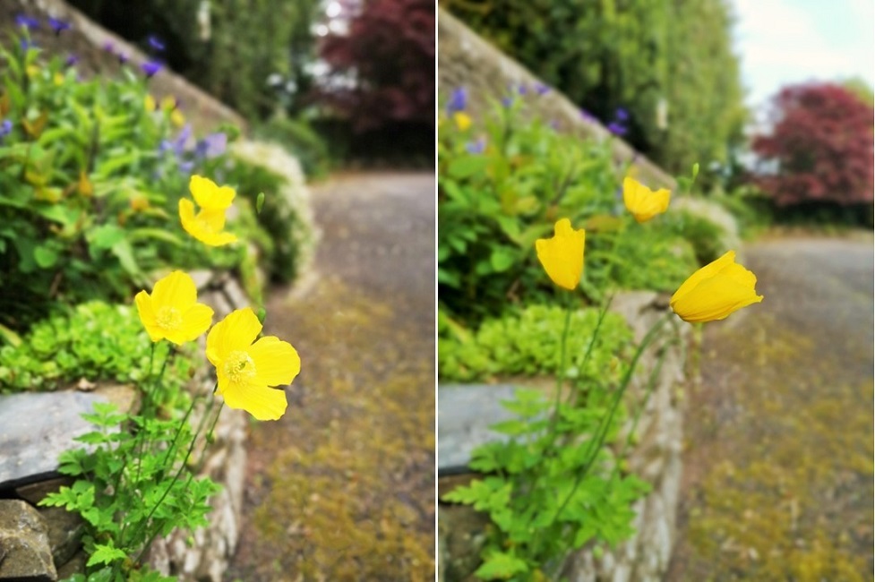 Yellow_poppy_growing_from_wall_during_day_and_closed_at_night