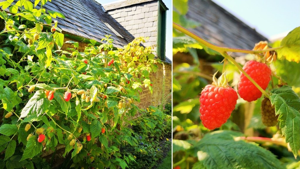 Homegrown_Scottish_raspberries_on_the_bush