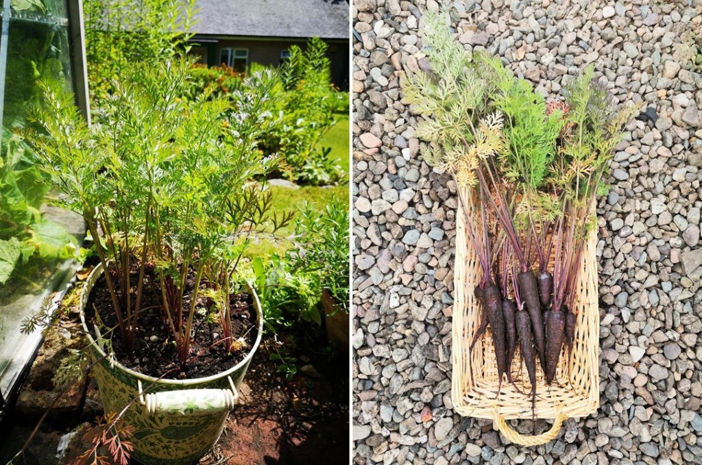 Purple_Sun_carrots_growing_in_a_deep_container