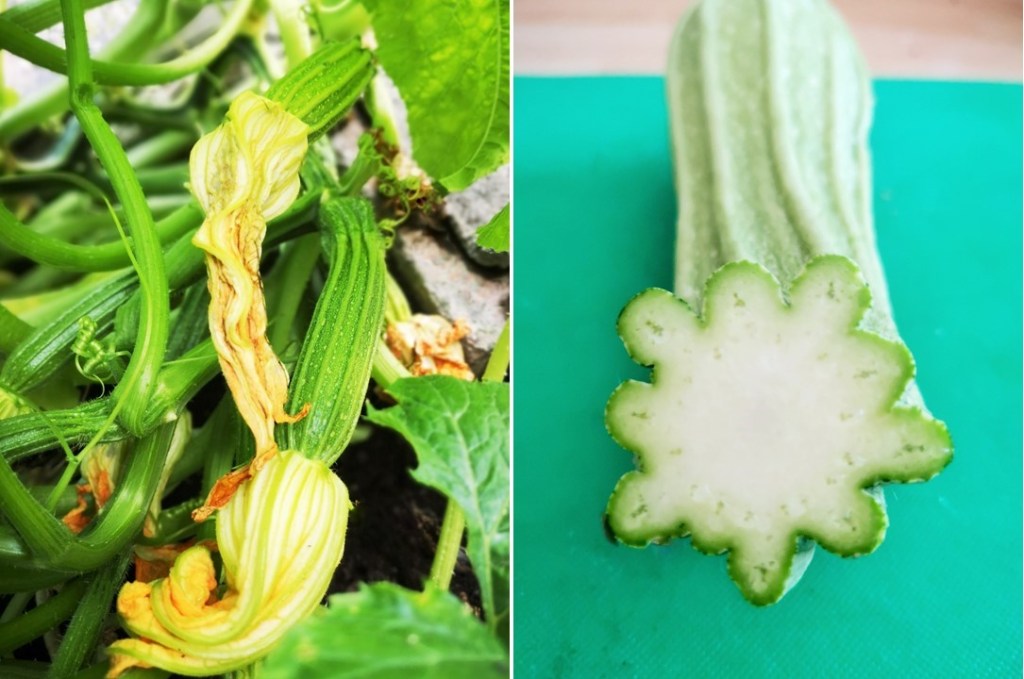 Homegrown_ridged_courgettes_in_greenhouse_and_sliced_to_show_scalloped_edge