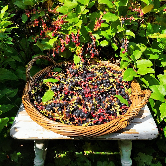 Salal berries jam and muffins (glutenfree; dairyfree; vegan) My