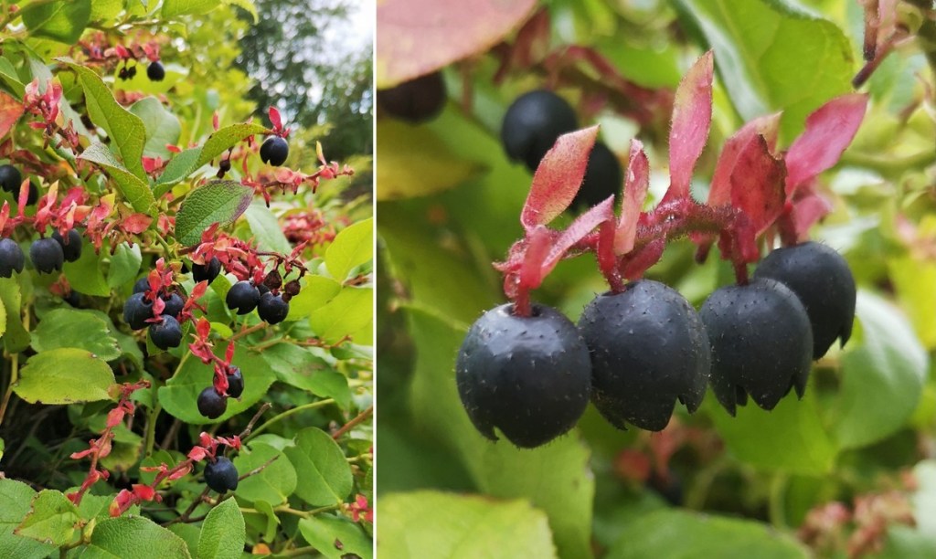 Gaultheria_Shallon_growing_in_a_Scottish_garden