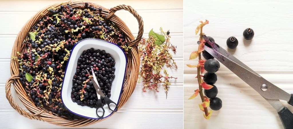 Using_scissors_to_remove_Salal_berries_from_their_stalks