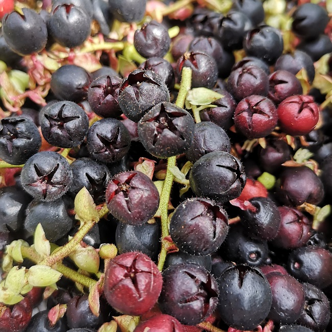 Star-shaped_pattern_on_underside_of_Salal_berries