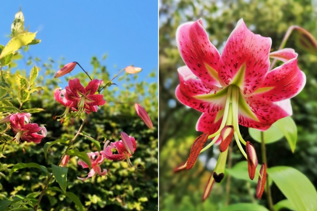 Deep-pink_Star-gazer_lilies