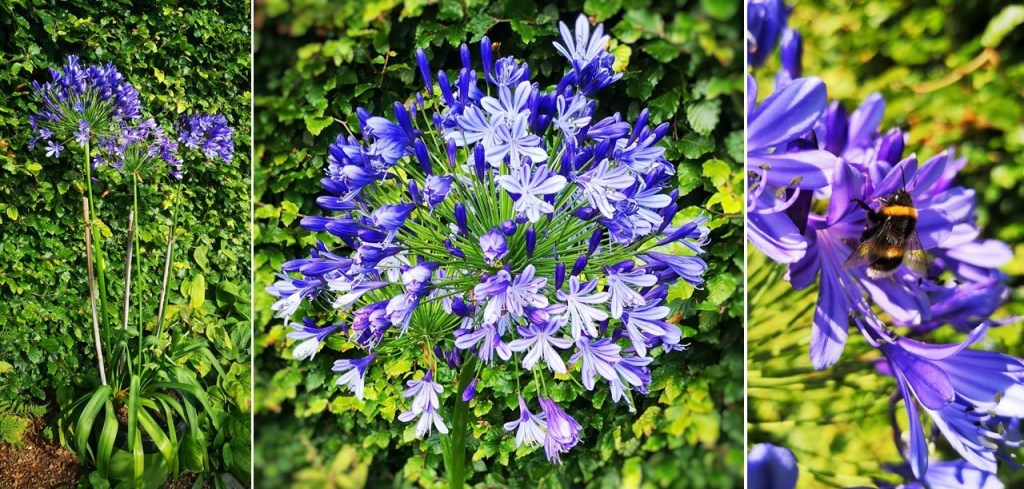Potted_Agapanthus_Regal_Beauty