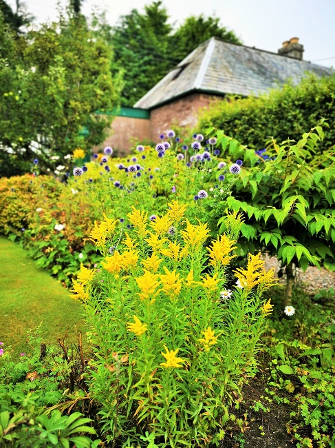 Golden_rod_and_globe_thistles_late_summer_2021