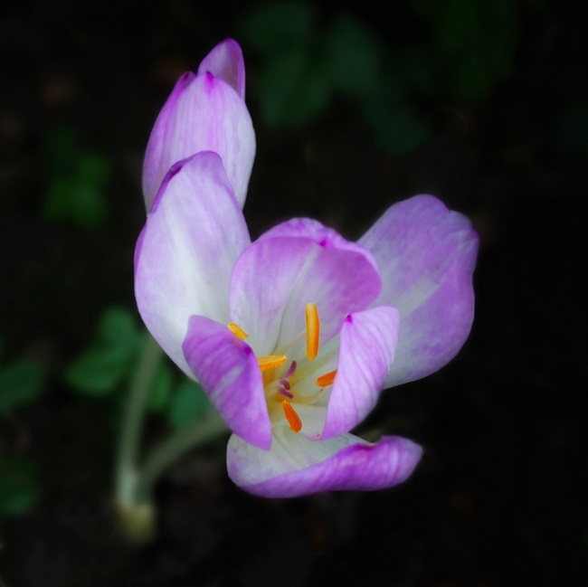 First_Autumn_crocus_of_late_summer_2021