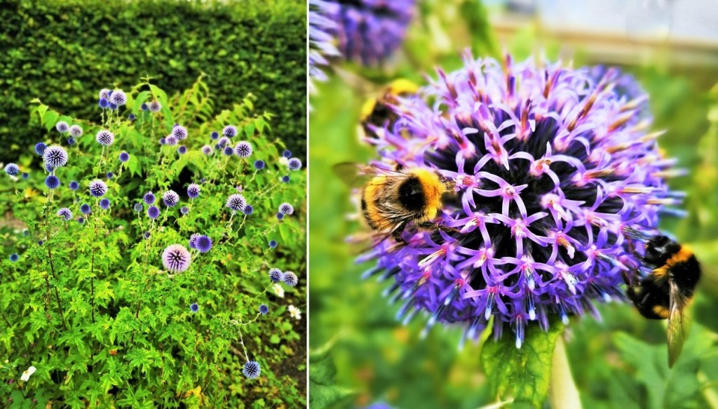 Late_summer_2021_Echinops_or_globe_thistles