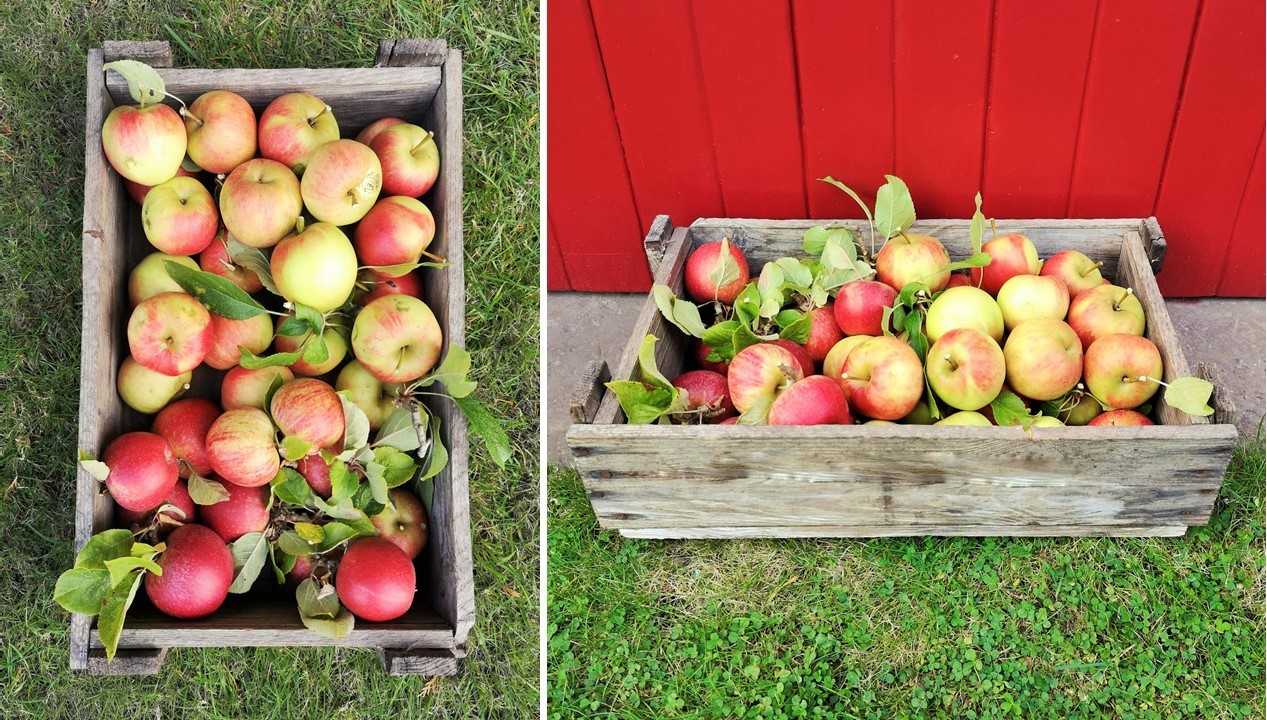 Apples and pears | My Virtually Free-from Kitchen