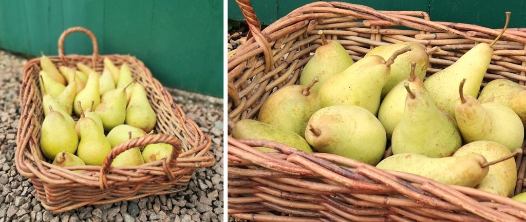 Rectangular_basket_of_homegrown_Concorde_and_Comice_pears