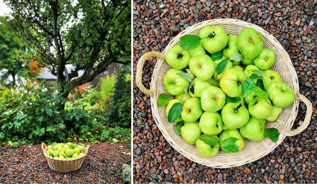 Large_basket_of_Lord_Derby_cooking_apples